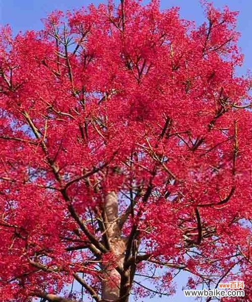 探寻枫叶的花语及其在文化中的意义 枫叶的花语——红色与自由的象征