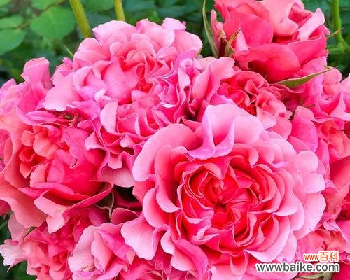 品味花海 以丰花月季的魅力与养护技巧