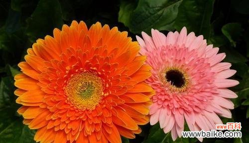 探寻扶郎花语的深层含义 扶郎花的花语之美