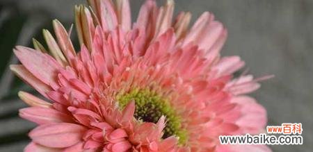 探寻扶郎花语的深层含义 扶郎花的花语之美