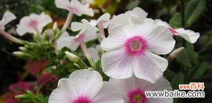 凤仙花的花语与寓意解读 凤仙花的花语——美丽与热情的象征