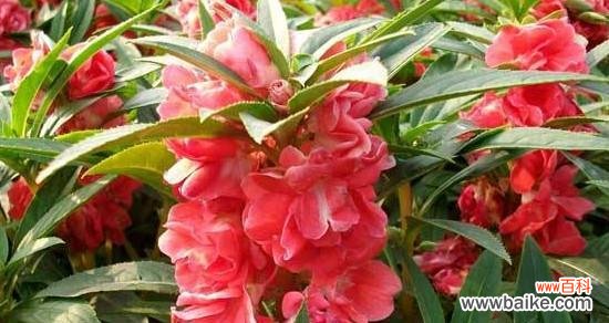 凤仙花的花语与寓意解读 凤仙花的花语——美丽与热情的象征