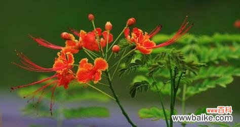 凤凰花的意义和象征 凤凰花