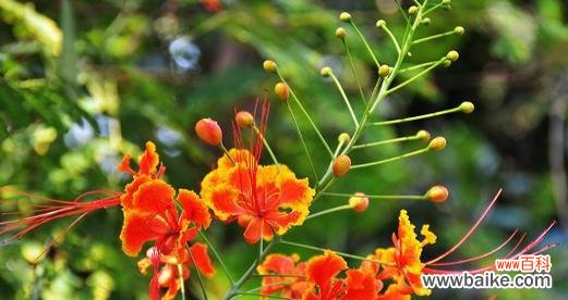 凤凰花的意义和象征 凤凰花
