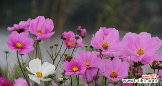 揭秘格桑花的深刻内涵与象征意义 格桑花的花语与意义