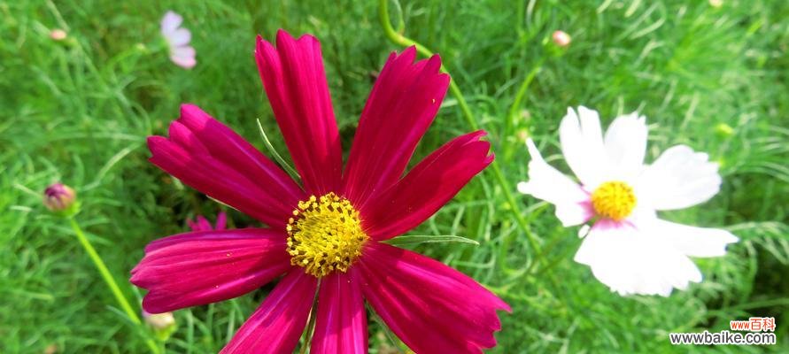 揭秘格桑花的深刻内涵与象征意义 格桑花的花语与意义