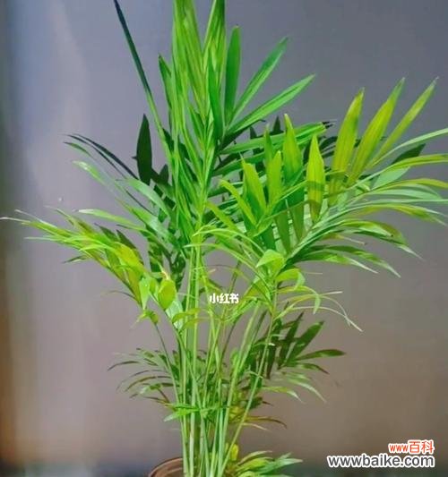 揭示富贵椰子的寓意与文化内涵 探寻富贵椰子的象征意义