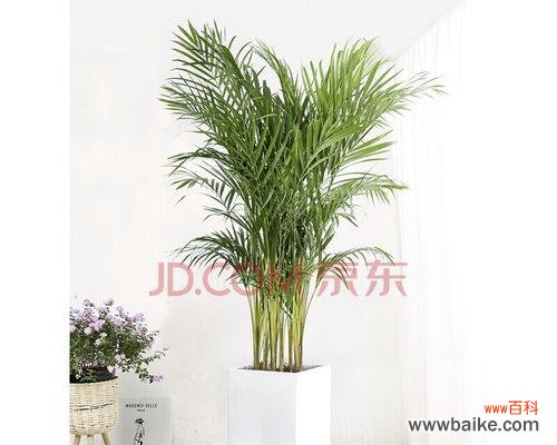 揭示富贵椰子的寓意与文化内涵 探寻富贵椰子的象征意义