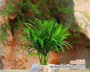 揭示富贵椰子的寓意与文化内涵 探寻富贵椰子的象征意义