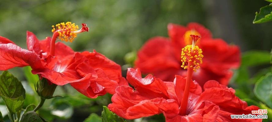 深入探索扶桑花的独特寓意 扶桑花的花语与意义