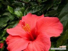 深入探索扶桑花的独特寓意 扶桑花的花语与意义