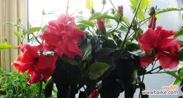 深入探索扶桑花的独特寓意 扶桑花的花语与意义