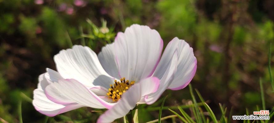 探寻玫瑰花所蕴含的浓情蜜意 花语多情——以玫瑰花为主题的文章