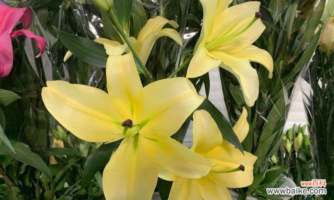 探寻玫瑰花所蕴含的浓情蜜意 花语多情——以玫瑰花为主题的文章