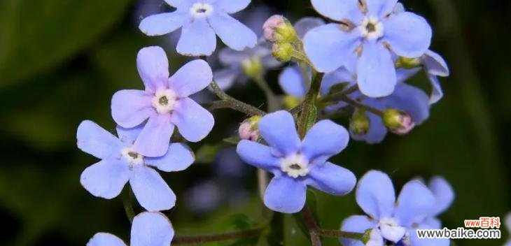 表达歉意的花语 以康乃馨花语为主题的文章