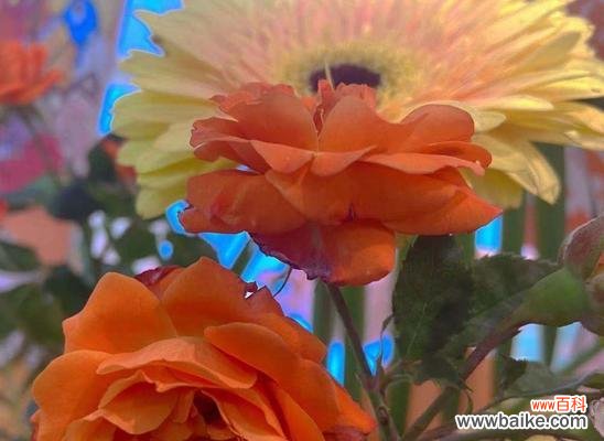 阳光 放手的花语——向日葵