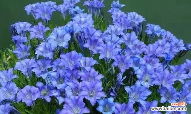 宁愿孤芳自赏 放弃爱你的花语——菊花的坚决告别