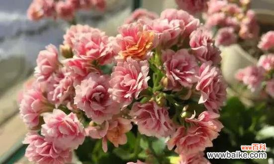 以黄色康乃馨为主题 富贵花之发财如意