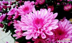 探寻中秋时节花海中的美丽寓意 中秋花意浓