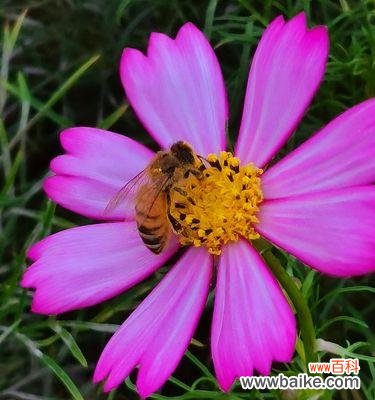 探寻中秋时节花海中的美丽寓意 中秋花意浓