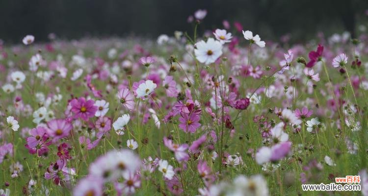 探寻中秋时节花海中的美丽寓意 中秋花意浓