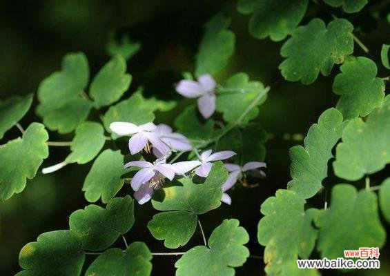 探寻自然中的智慧 智慧之花
