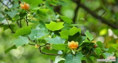 探寻自然中的智慧 智慧之花