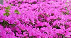 通过代表自强不息的花 花的力量