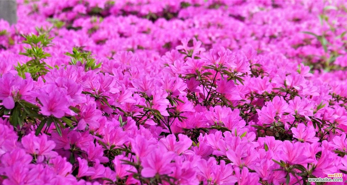 通过代表自强不息的花 花的力量