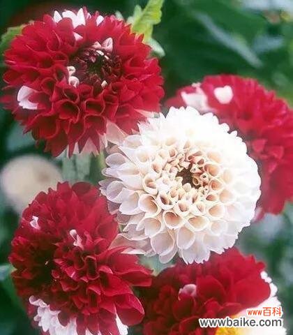 通过代表自强不息的花 花的力量