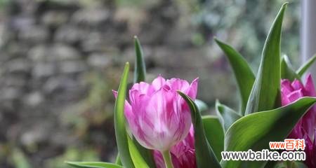 通过代表自强不息的花 花的力量