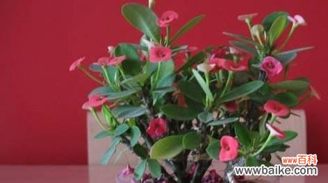 探索倒挂金钟的风水秘密 倒挂金钟的风水寓意及摆放位置