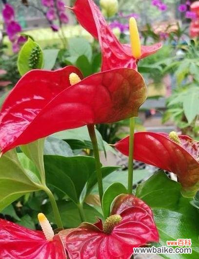 探索倒挂金钟的风水秘密 倒挂金钟的风水寓意及摆放位置