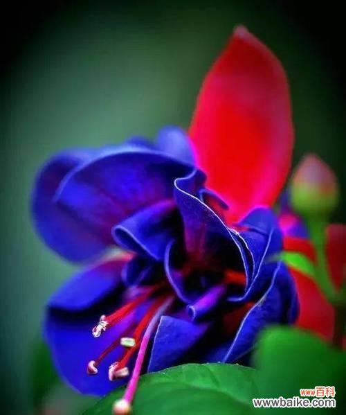 倒挂金钟 倒挂金钟的花语和寓意