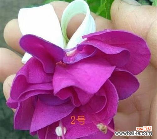 倒挂金钟 倒挂金钟的花语和寓意