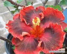 倒挂金钟 倒挂金钟的花语和寓意