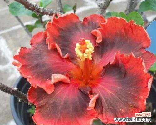 倒挂金钟 倒挂金钟的花语和寓意