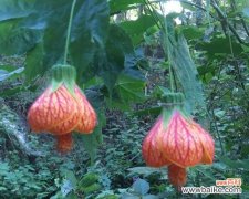 以灯笼花为载体 灯笼花的寓意与象征