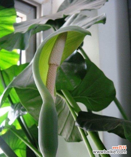 揭示滴水观音开花的奥秘与象征意义 滴水观音开花的风水寓意