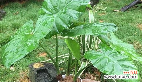 揭示滴水观音开花的奥秘与象征意义 滴水观音开花的风水寓意