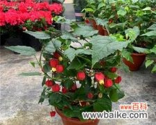 探秘灯笼花在风水中的奥秘与作用 灯笼花风水之福祥与繁盛