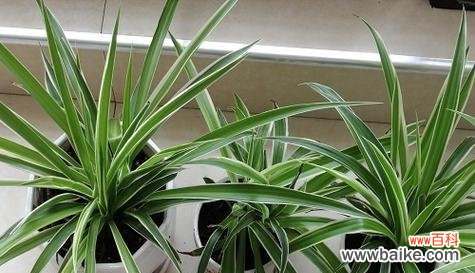 提升家居风水 吊兰风水寓意与摆放位置解析