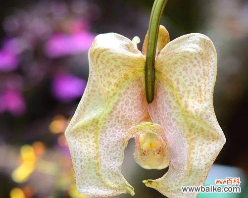 以吊兰为中心 吊兰