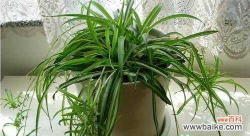 以吊兰为中心 吊兰