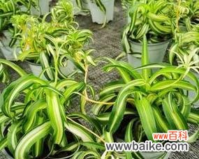 揭示吊兰的象征意义和心灵滋养力量 吊兰花语