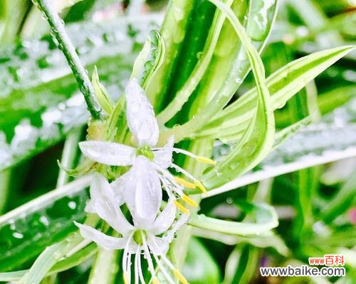 探究吊兰开花所传达的信息 吊兰开花的意义及象征