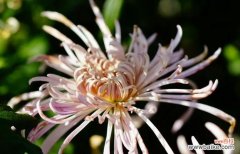 探寻蝶恋花的美丽花语 蝶恋花花语及代表意义