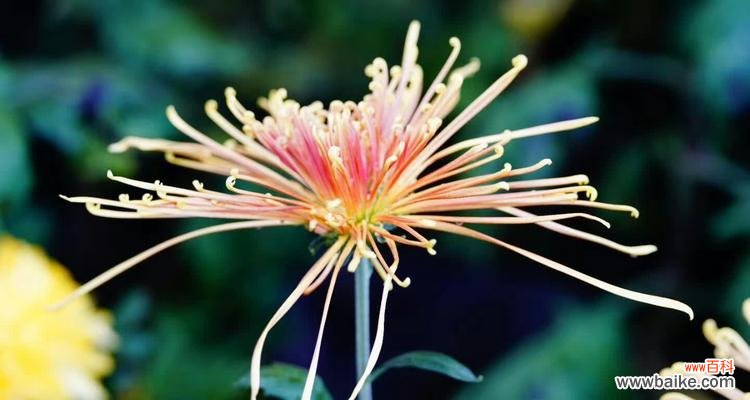 探寻蝶恋花的美丽花语 蝶恋花花语及代表意义