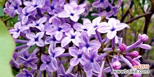 丁香花的历史 丁香花的象征意义及文化价值