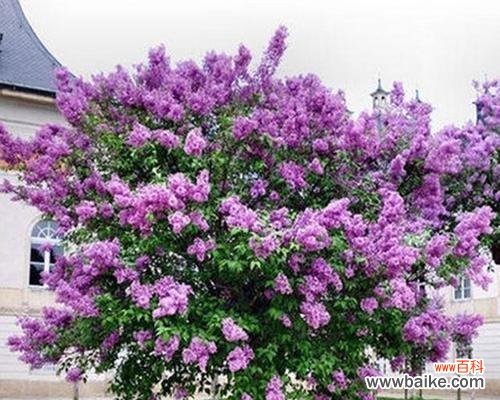 揭开丁香花所传达的深刻寓意 丁香花的花语与代表意义